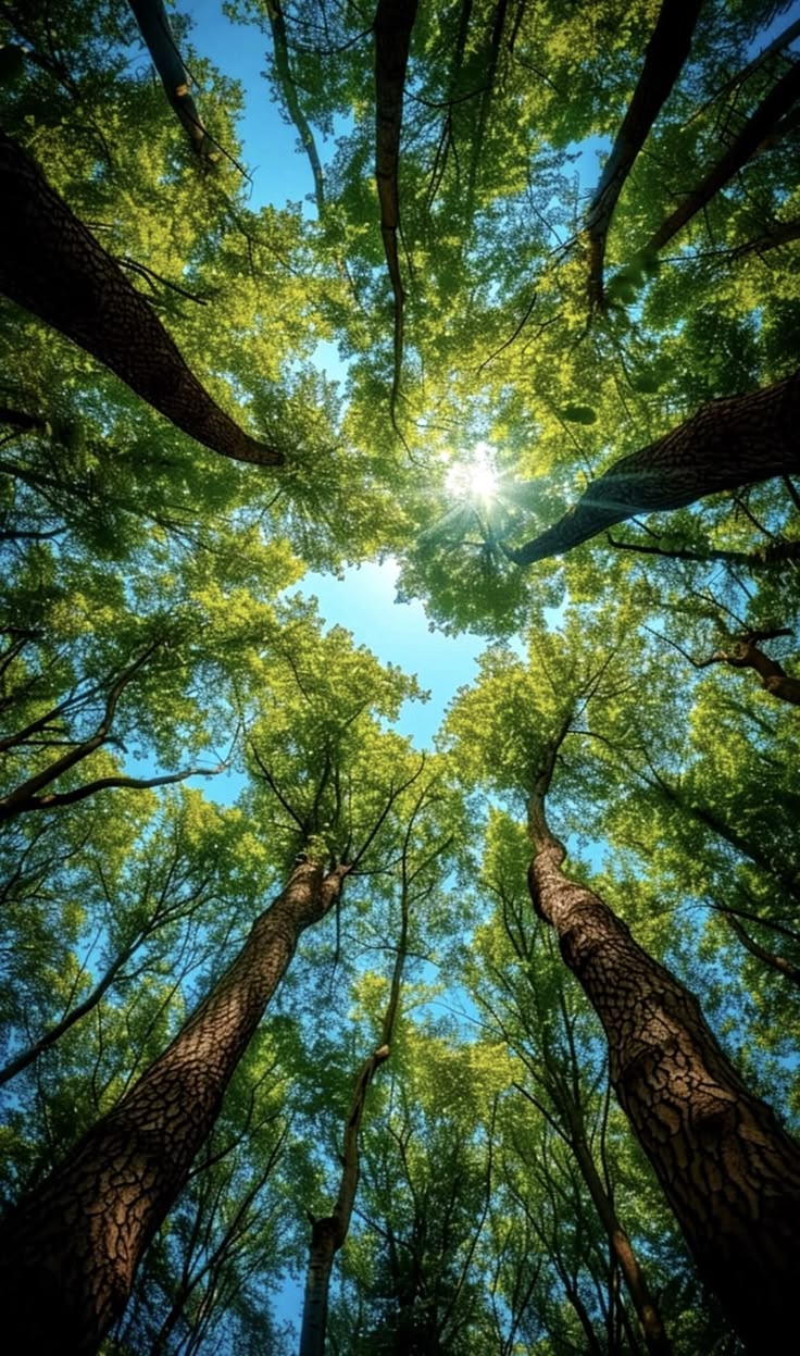 Forest Canopy